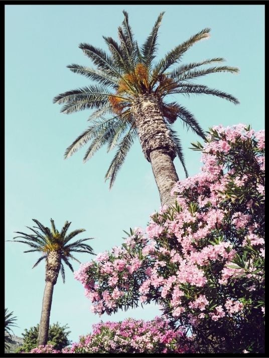 Summer Palms - Poster