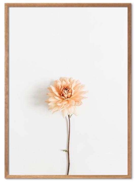 Søt blomst med hvit bakgrunn poster - Plakatbar.no