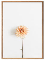 Søt blomst med hvit bakgrunn poster - Plakatbar.no