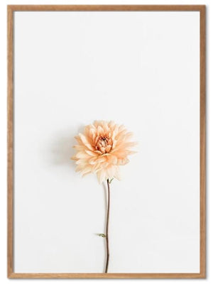 Søt blomst med hvit bakgrunn poster - Plakatbar.no