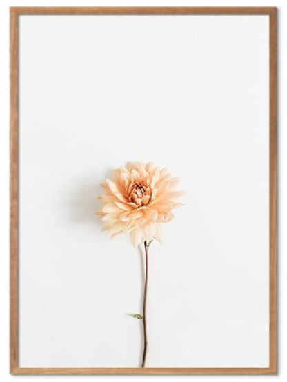 Søt blomst med hvit bakgrunn poster - Plakatbar.no