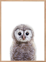 Søt ugle - Plakat til barnerommet - Plakatbar.no