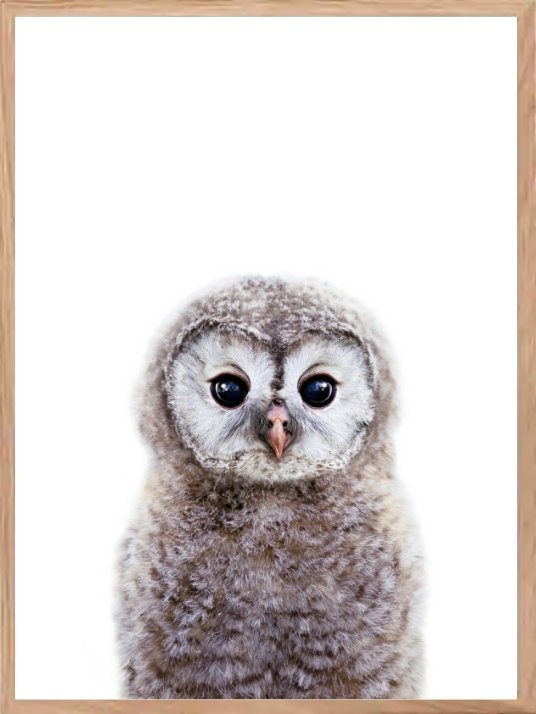 Søt ugle - Plakat til barnerommet - Plakatbar.no