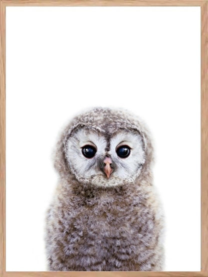 Søt ugle - Plakat til barnerommet - Plakatbar.no