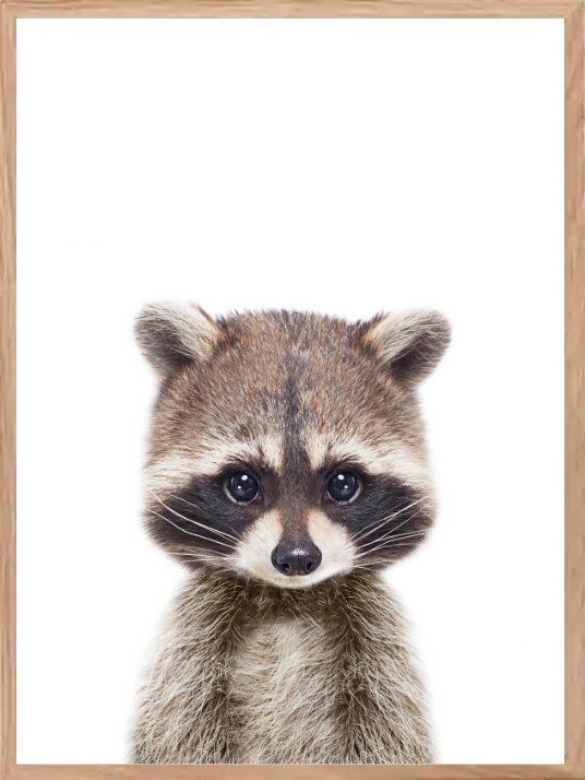 Søt vaskebjørn - Plakat til barnerommet - Plakatbar.no