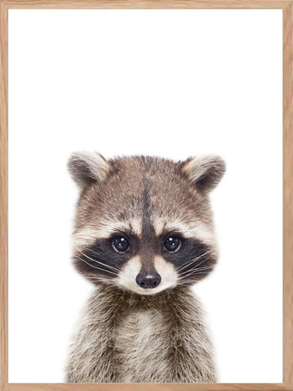 Søt vaskebjørn - Plakat til barnerommet - Plakatbar.no