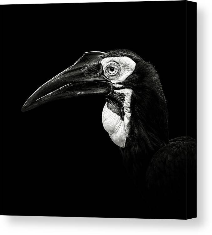 Southern Ground Hornbill