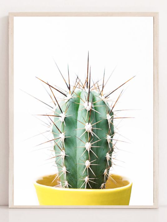 Spikey Cactus