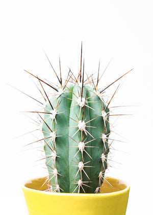 Spikey Cactus - Plakatbar.no