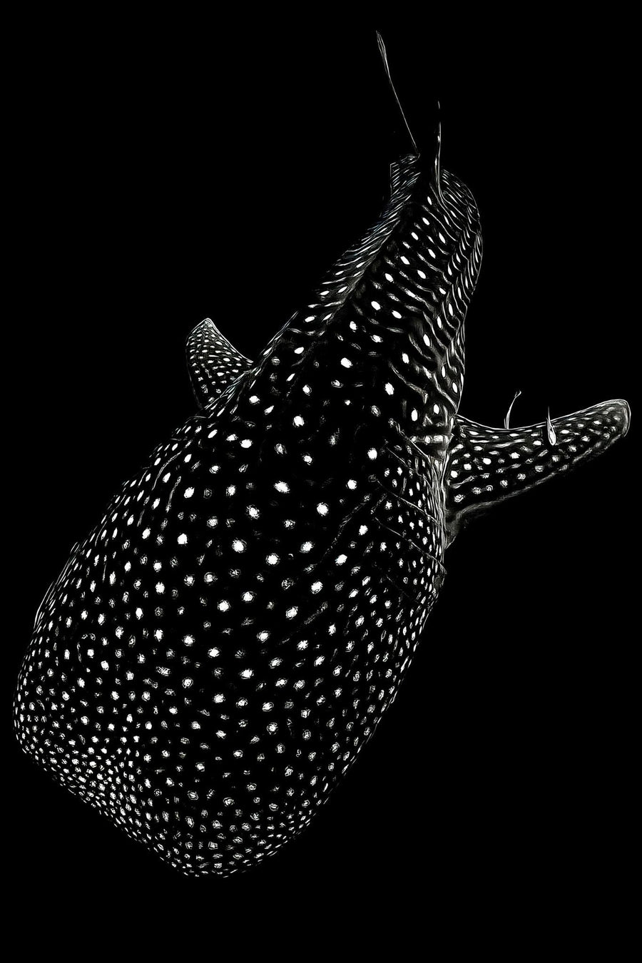 Spotted sea