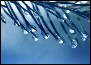 Spruce needles poster - Plakatbar.no