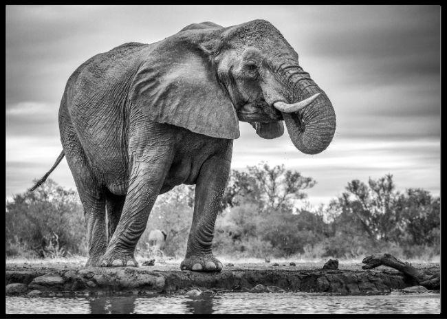 Standing proud poster - Plakatbar.no
