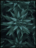 Stjerneblomst - Botanisk Plakat - Plakatbar.no