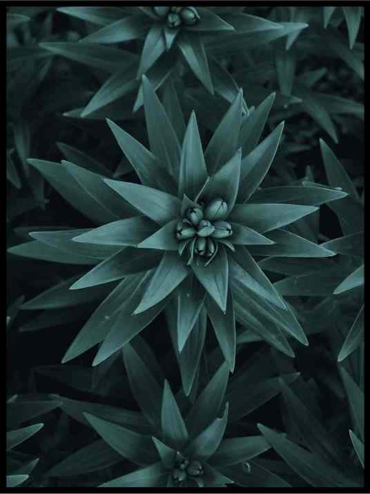 Stjerneblomst - Botanisk Plakat - Plakatbar.no