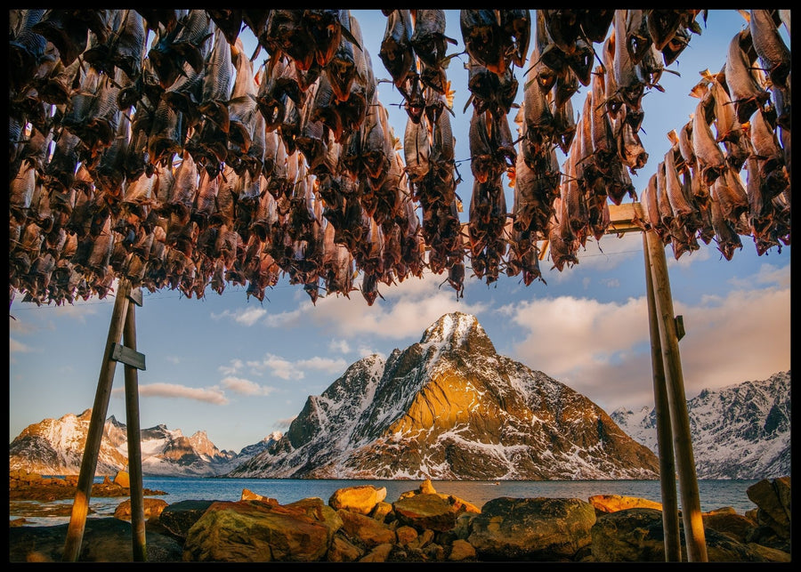 Stockfish in Lofoten posters