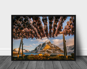 Stockfish in Lofoten poster - Plakatbar.no