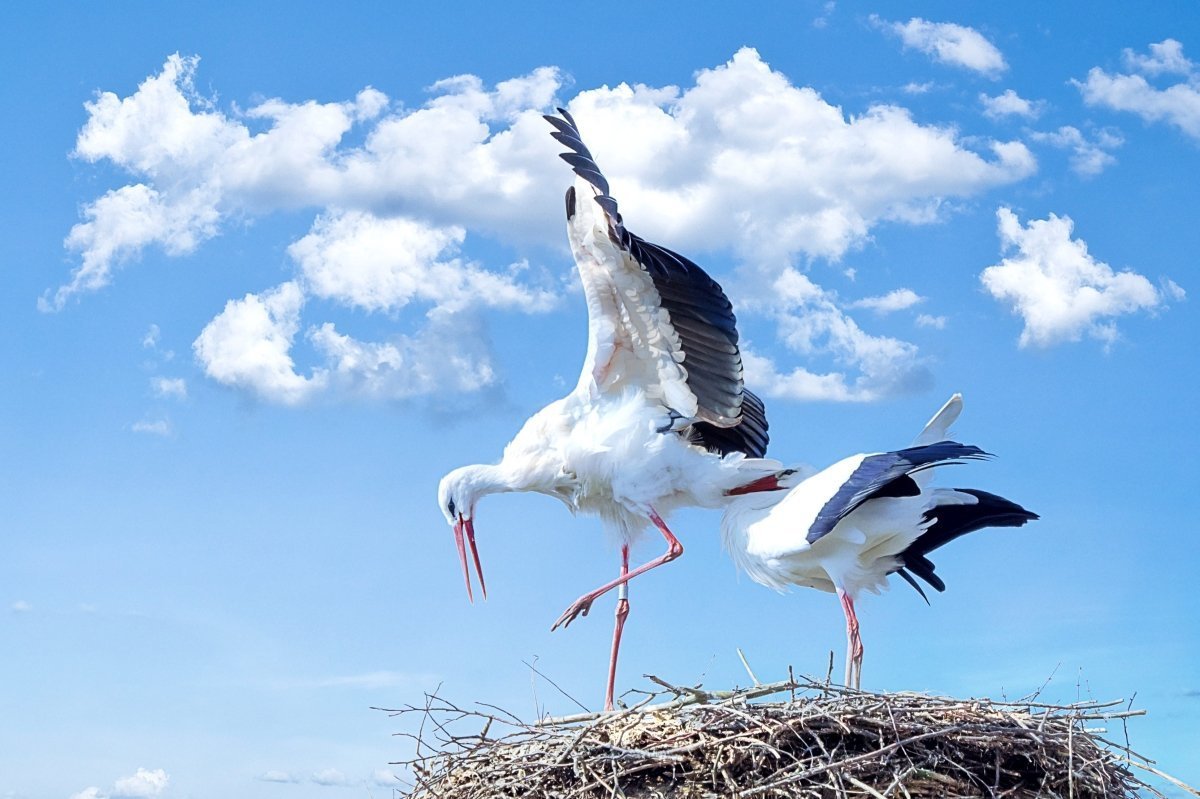 Stork poster - Plakatbar.no