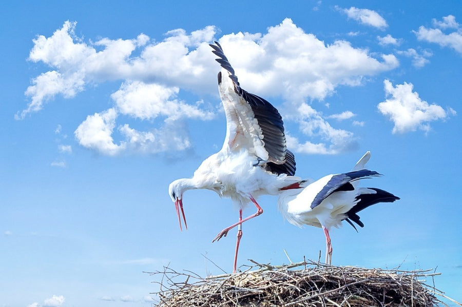 Stork optegnelser