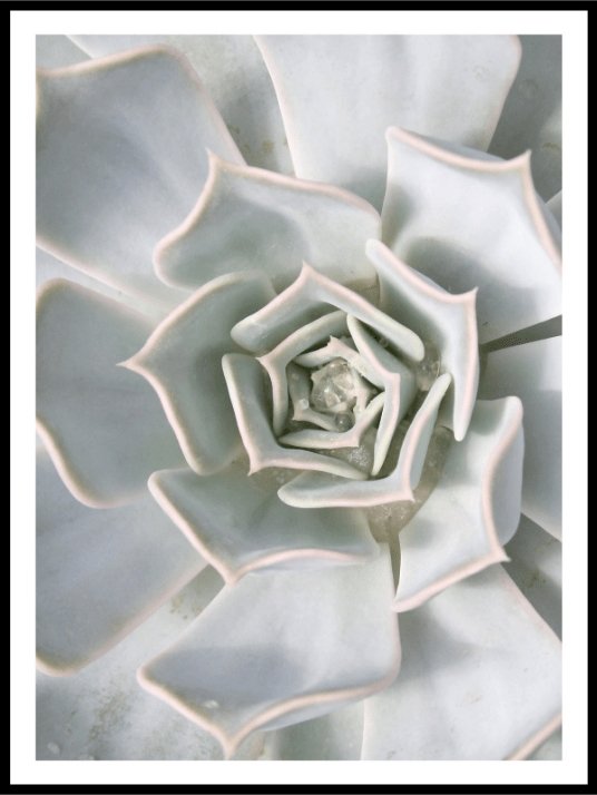 Sukkulent - Botanisk Plakat - Plakatbar.no