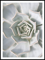 Sukkulent - Botanisk Plakat - Plakatbar.no