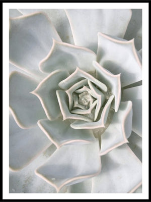 Sukkulent - Botanisk Plakat - Plakatbar.no