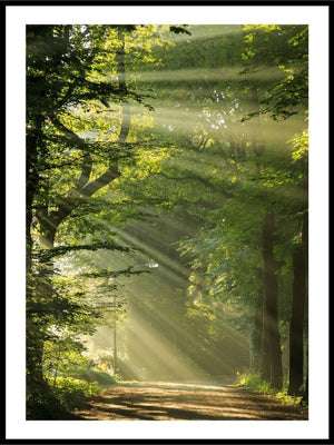 Sun rays shining - Poster - Plakatbar.no