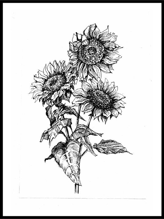 Sunflowers Hand Drawn Poster
