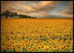 Sunflowers poster - Plakatbar.no