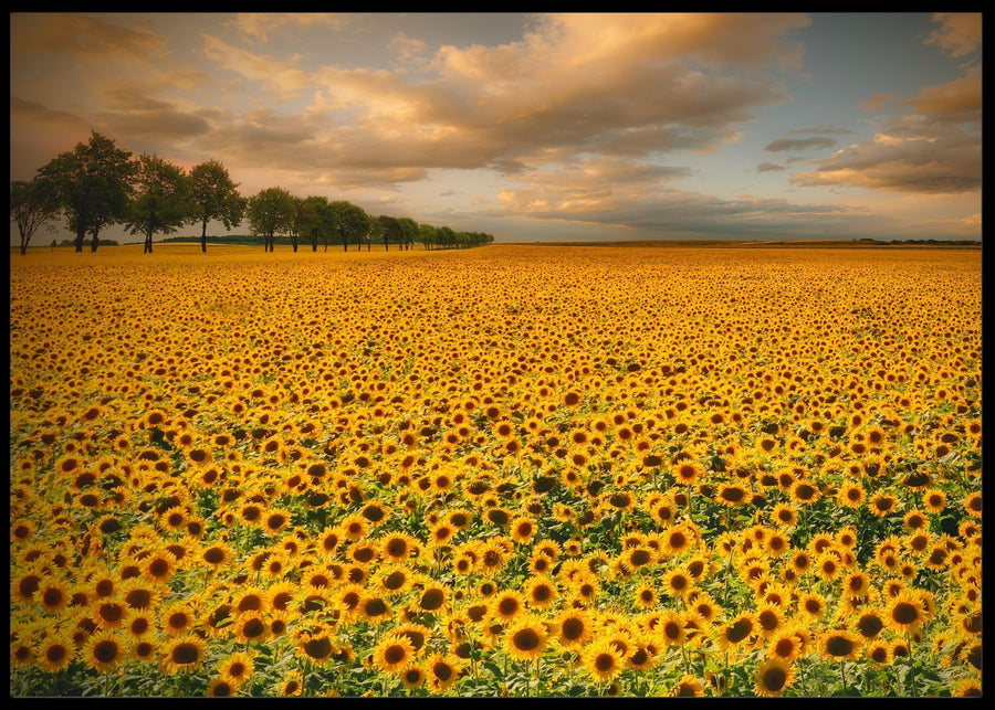 Sunflower's records