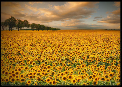 Sunflowers poster - Plakatbar.no
