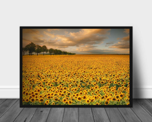 Sunflowers poster - Plakatbar.no