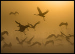 Sunrise with cranes - poster - Plakatbar.no