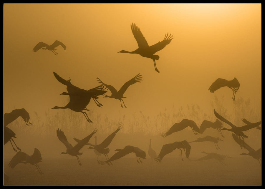 Sunrise with cranes - poster