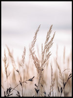 Sunset in the field - Poster - Plakatbar.no