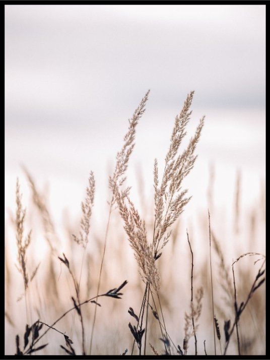 Sunset in the field - Poster
