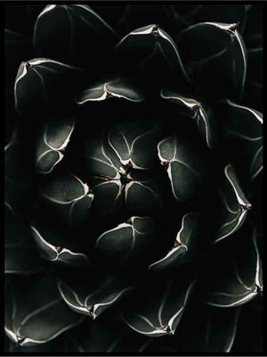 Svart sukkulent 01 - Botanisk Plakat - Plakatbar.no