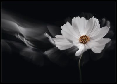 Symphony white poster - Plakatbar.no