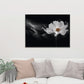 Symphony white poster - Plakatbar.no