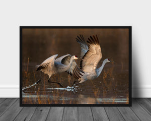 Taking of at sunrise poster - Plakatbar.no