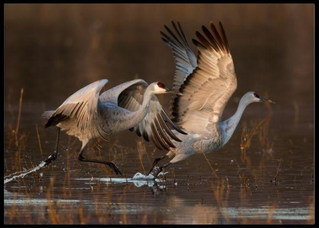 Taking of at sunrise poster - Plakatbar.no