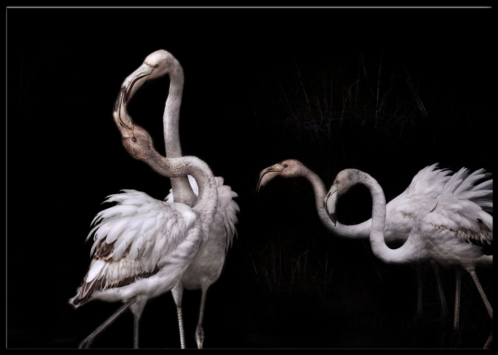 Tango and flamingos poster - Plakatbar.no