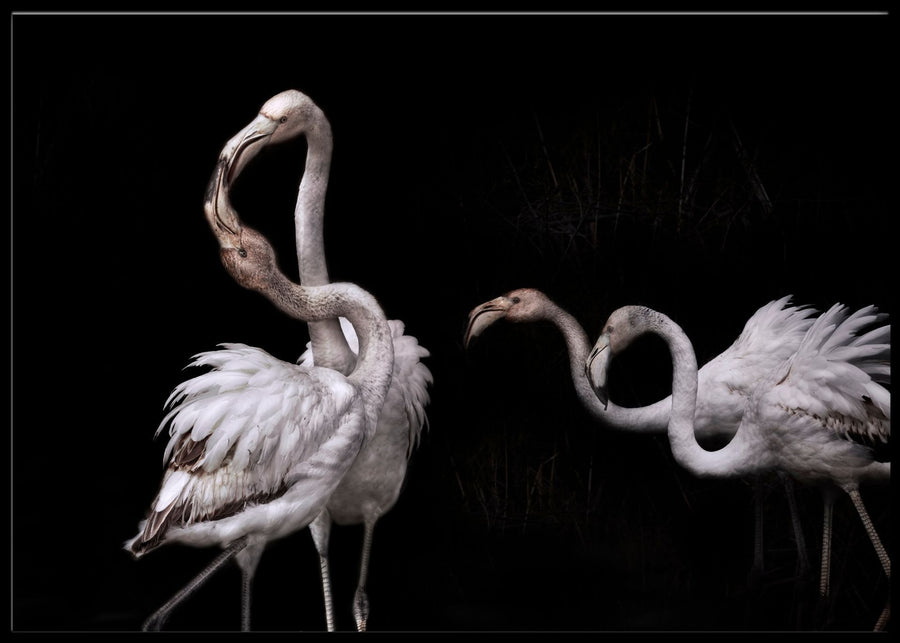 Tango and flamingos poster