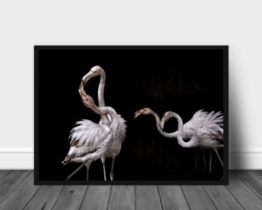 Tango and flamingos poster - Plakatbar.no