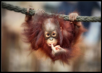 The big query poster - Plakatbar.no