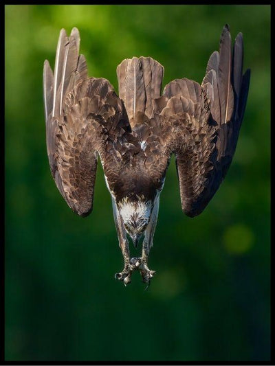 The eagle poster - Plakatbar.no