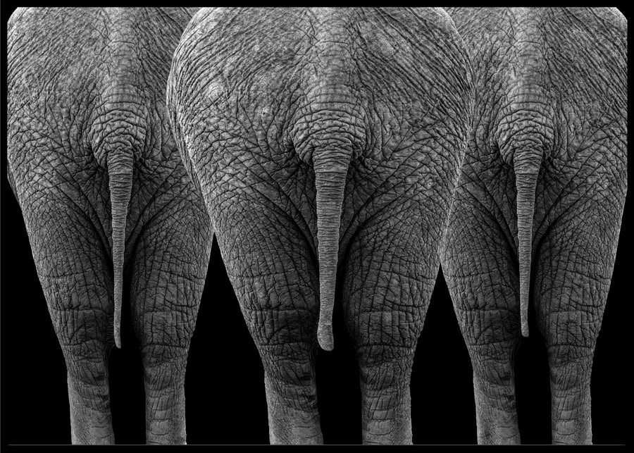 The elephants poster