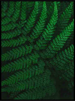 The green darkness - Botanisk Plakat - Plakatbar.no