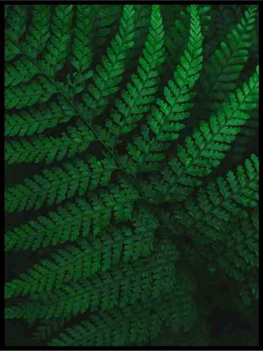 The green darkness - Botanisk Plakat - Plakatbar.no