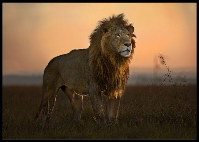 The king in the morning light poster
