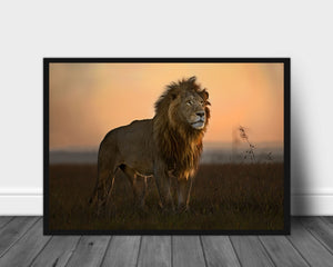 The king in the morning light poster - Plakatbar.no